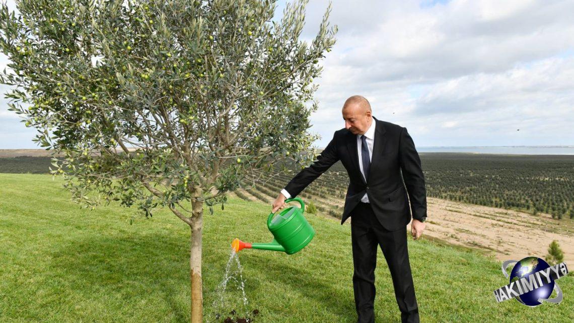 İlham Əliyev Zirə qəsəbəsində zeytun yağı və süfrəlik zeytun məhsullarının emalı zavodunun açılışında iştirak edib