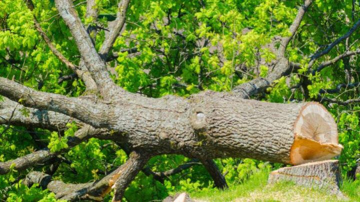 Bakıda və İmişlidə ağacların qanunsuz kəsilməsi faktları aşkarlanıb