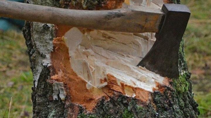 Bakı, Sumqayıt və Abşeronda ağacların qanunsuz kəsilməsi faktları aşkarlanıb