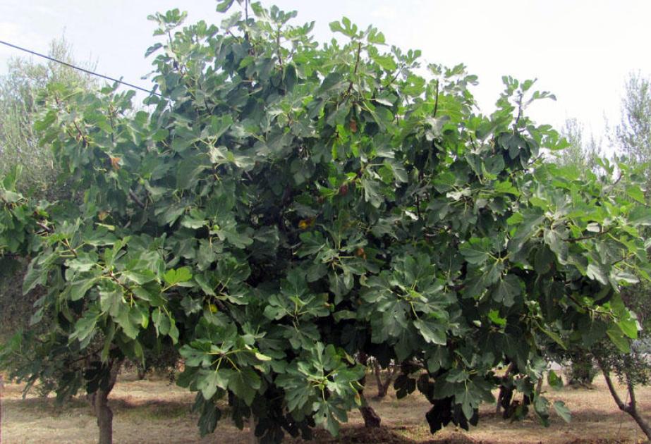 Astarada ağacdan yıxılan 60 yaşlı kişi ölüb