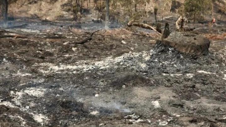 Fransanın Land departamentində 1300 hektar meşə sahəsini yanğın bürüyüb