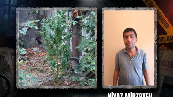 Göyçayda narkotik tərkibli bitkilər yetişdirən şəxs tutulub