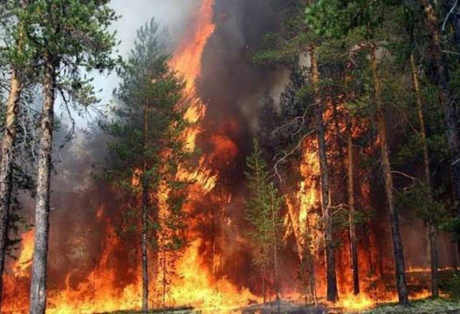Meşə yanğınları Avropa ölkələrinə 19 milyard avrodan çox iqtisadi zərər vurub