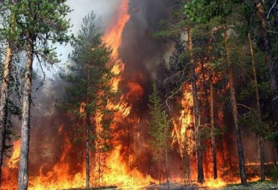 Rusiyada yüz minlərlə hektar meşə sahəsini yanğın bürüyüb 